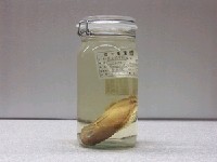 藏品(黃光鰓雀鯛)的圖片